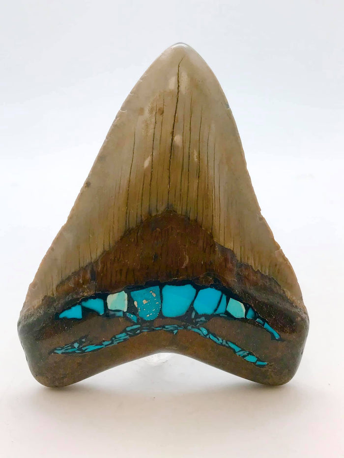 How to Identify and Authenticate a Real Megalodon Tooth