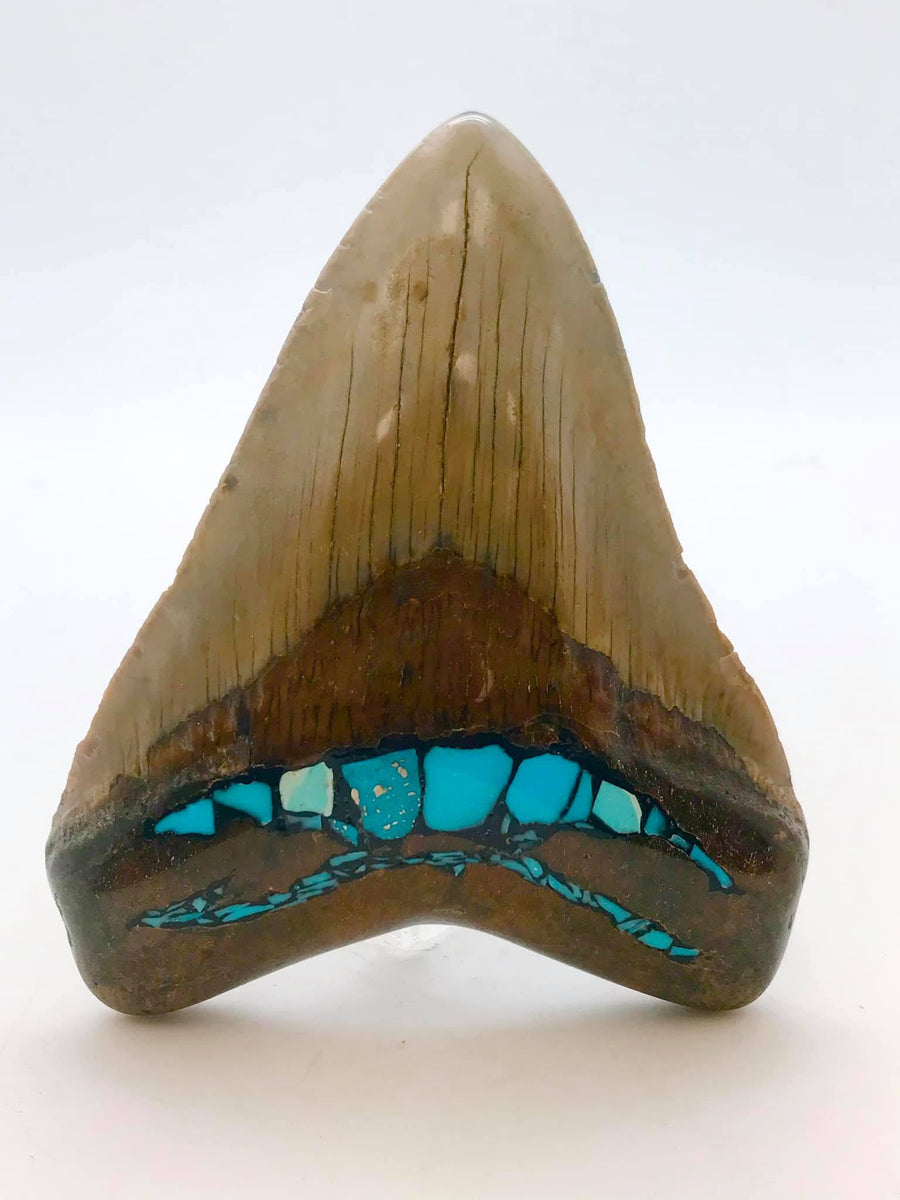 How to Identify and Authenticate a Real Megalodon Tooth