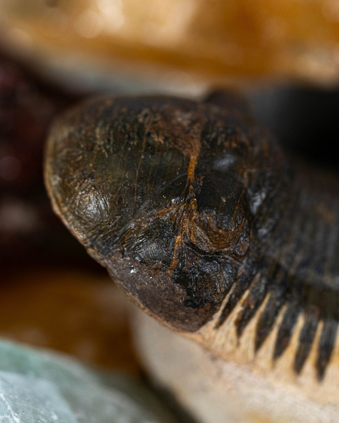 From Death to Discovery: How Dinosaurs Actually Become Fossils