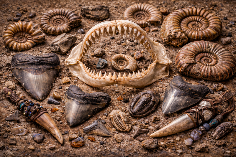 Marine Fossils