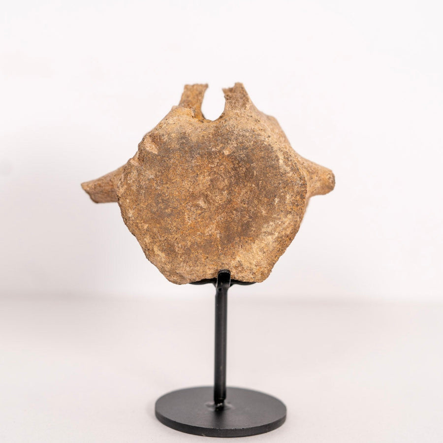 Hadrosaur Vertebra Fossil – Hell Creek Formation