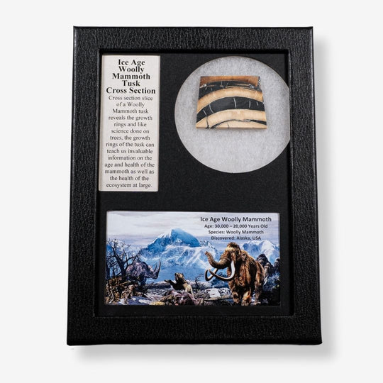 Woolly Mammoth Tusk Cross Section