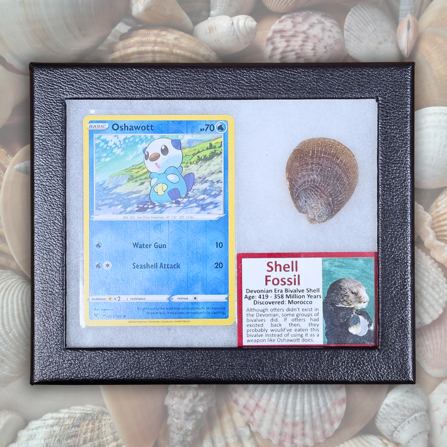 Oshawott Pokémon Fossil Display