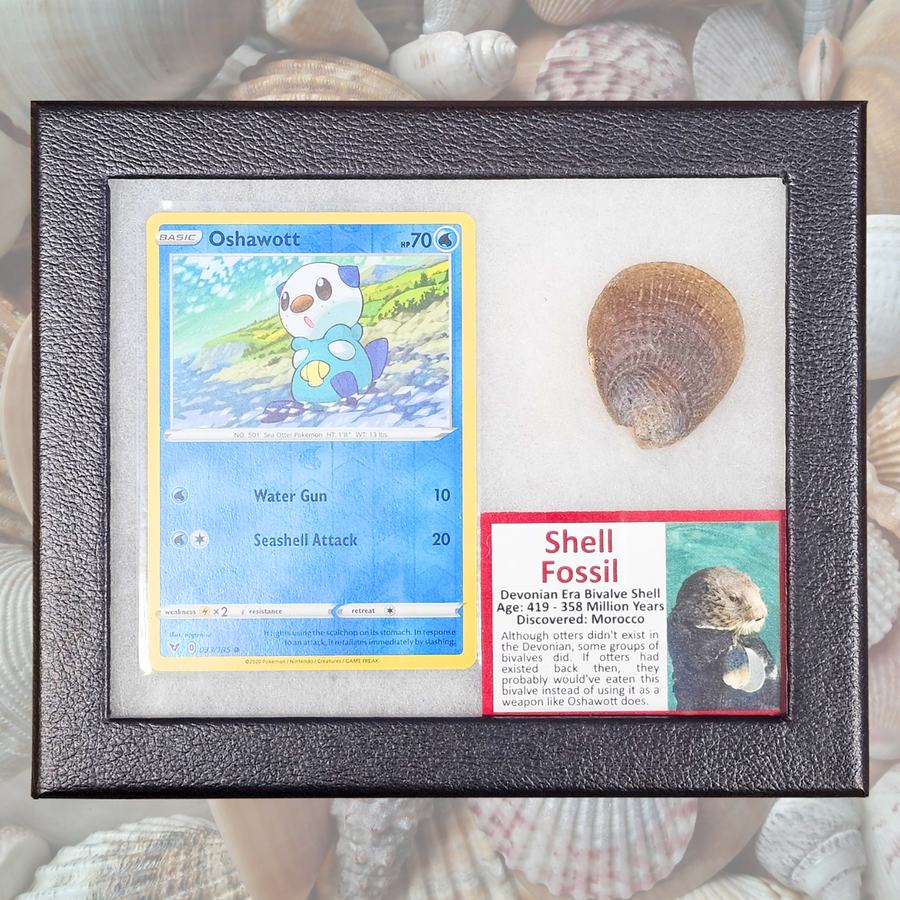 Oshawott Pokémon Fossil Display