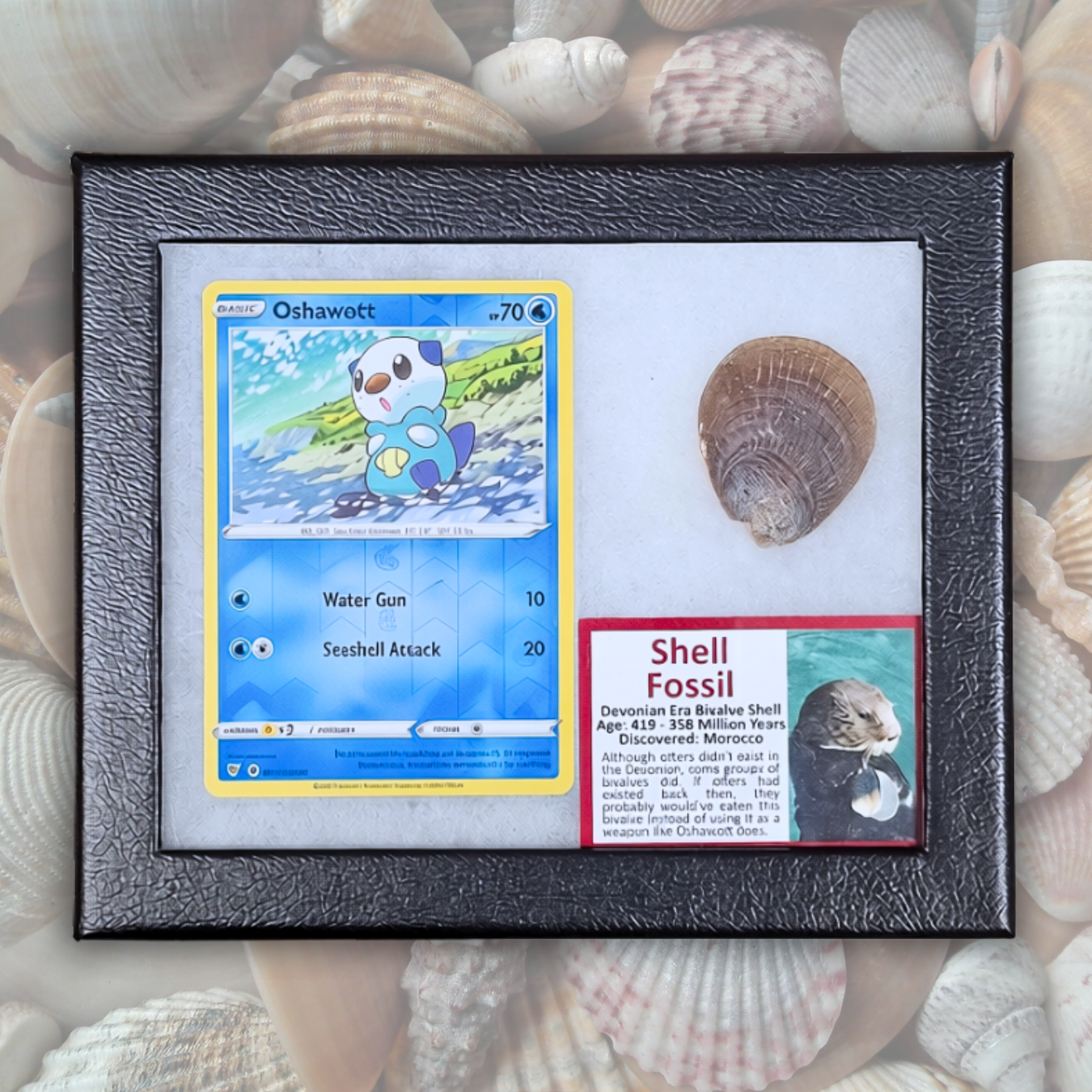 Oshawott Pokémon Fossil Display