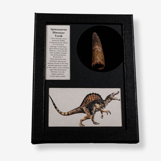 Authentic Spinosaurus Tooth Display