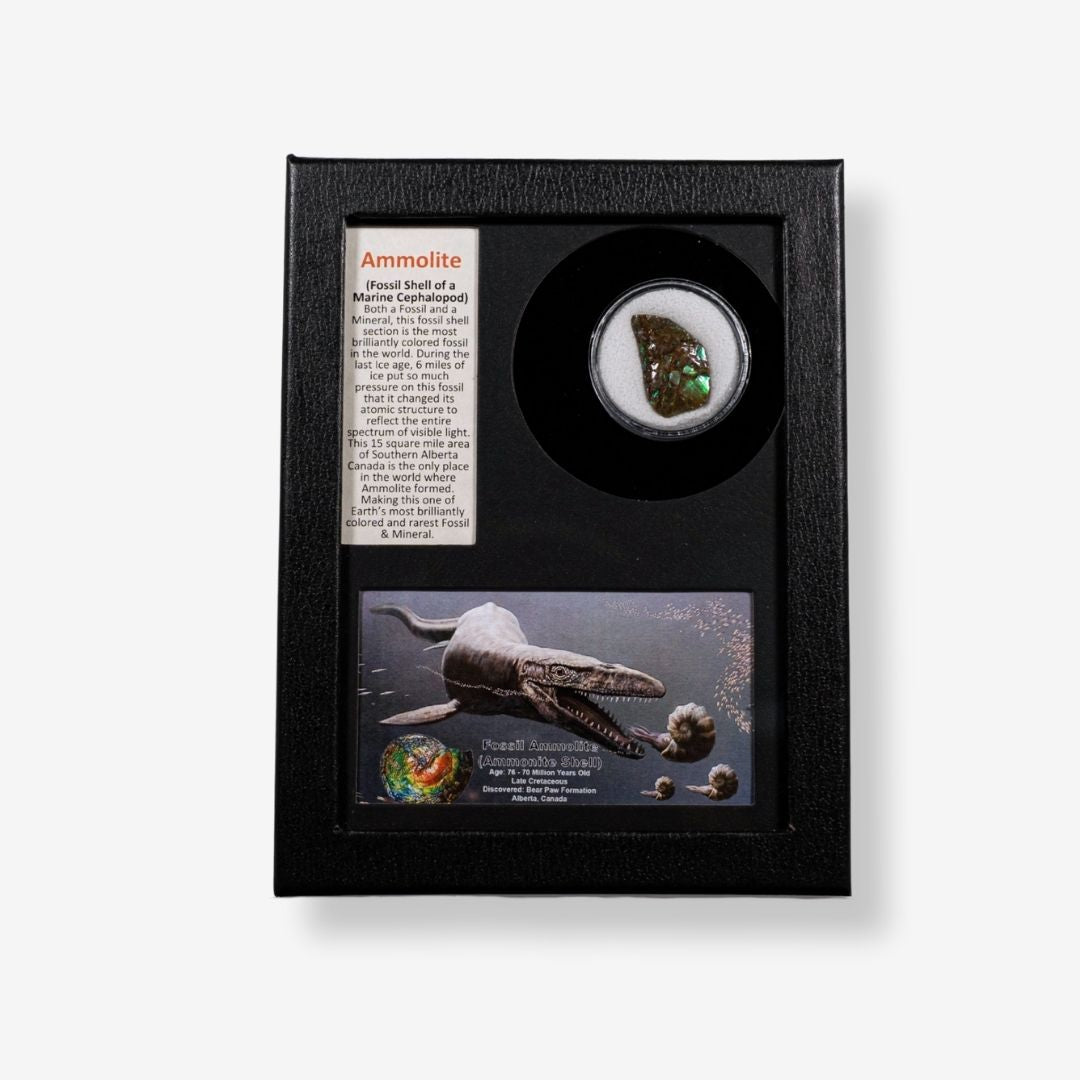Fossil Ammolite (Ammonite Shell)