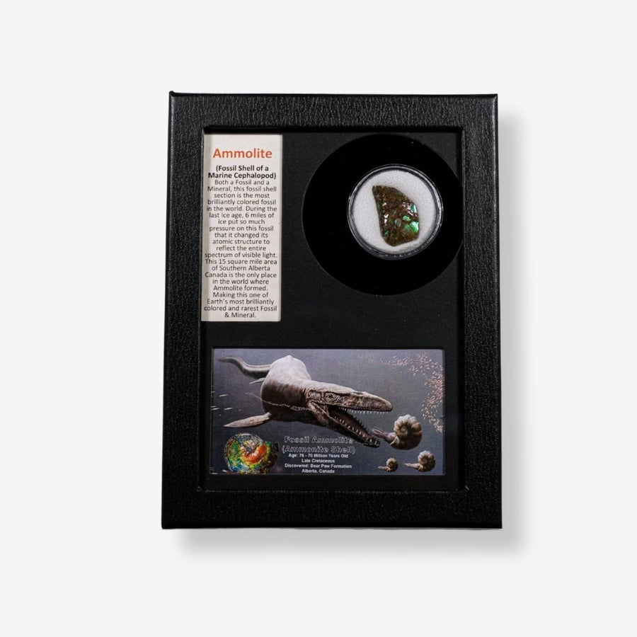 Fossil Ammolite (Ammonite Shell)