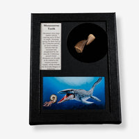 Authentic Mosasaurus Teeth Display