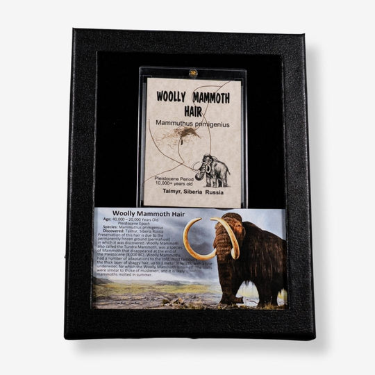 Authentic Woolly Mammoth Hair Display