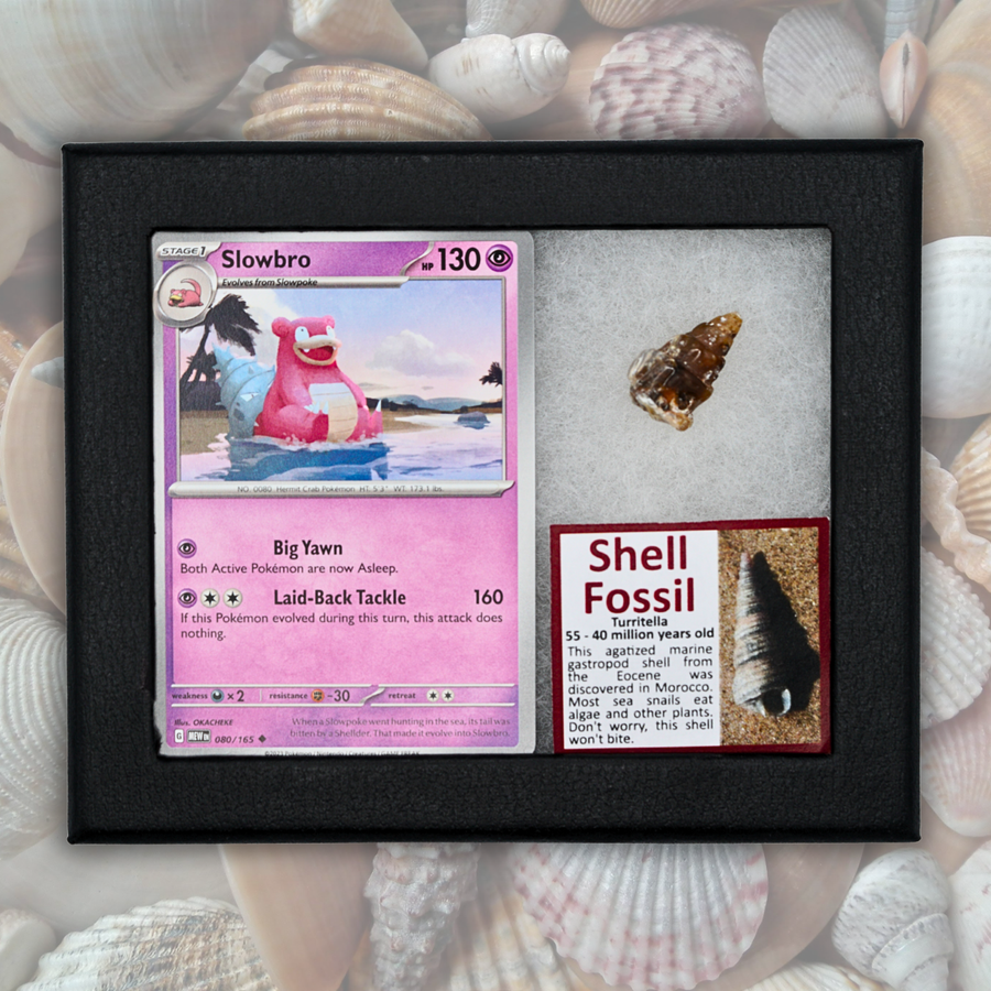 Pokémon Fossil Display - Slowbro with Shell Fossil