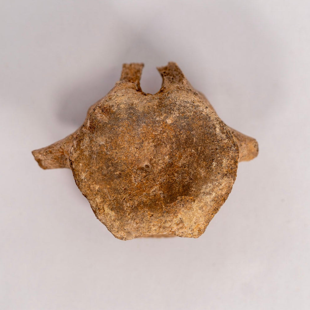 Hadrosaurier-Wirbel Fossil – Hell-Creek-Formation