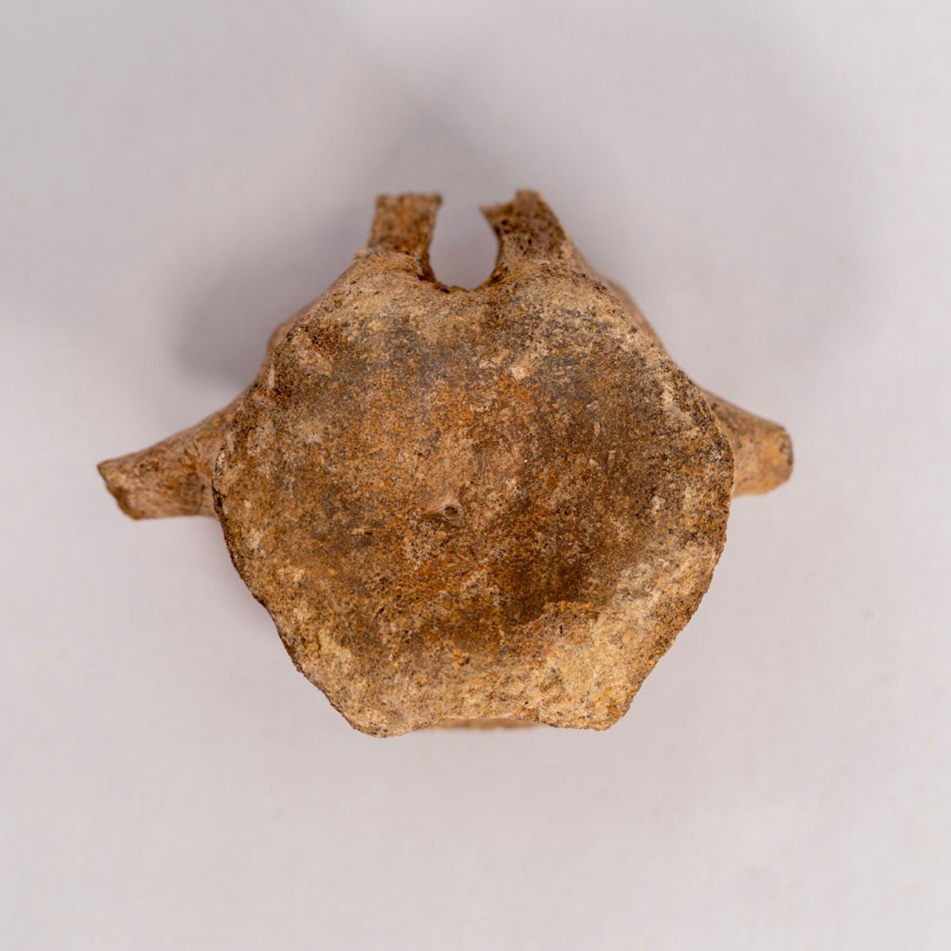 Hadrosaur Vertebra Fossil – Hell Creek Formation