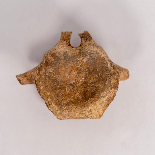 Hadrosaurier-Wirbel Fossil – Hell-Creek-Formation