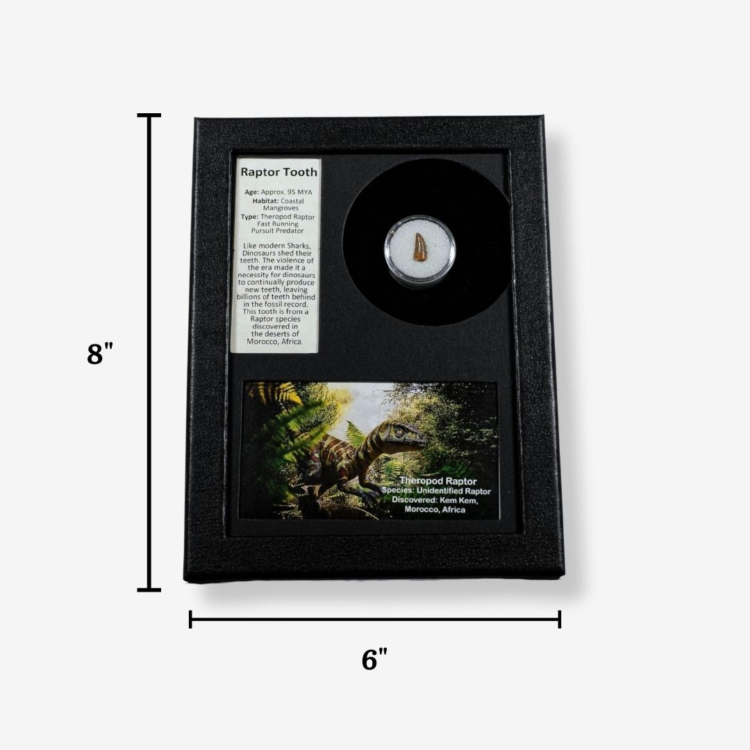 Raptor Tooth Display