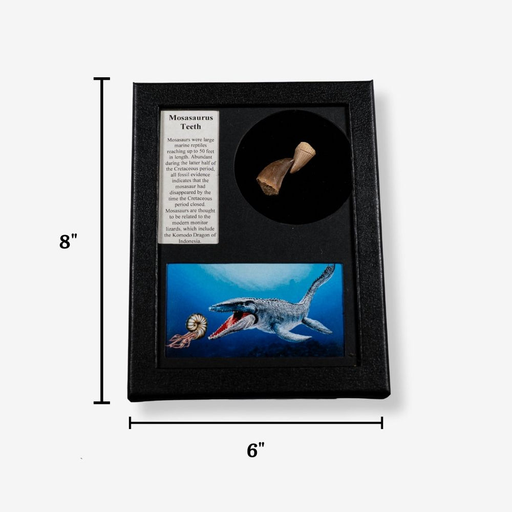 Authentic Mosasaurus Teeth Display