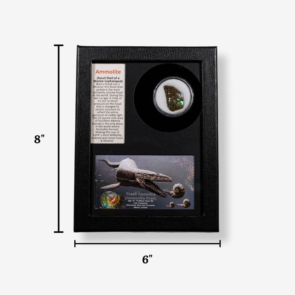 Fossiler Ammolit (Ammonitenschale)