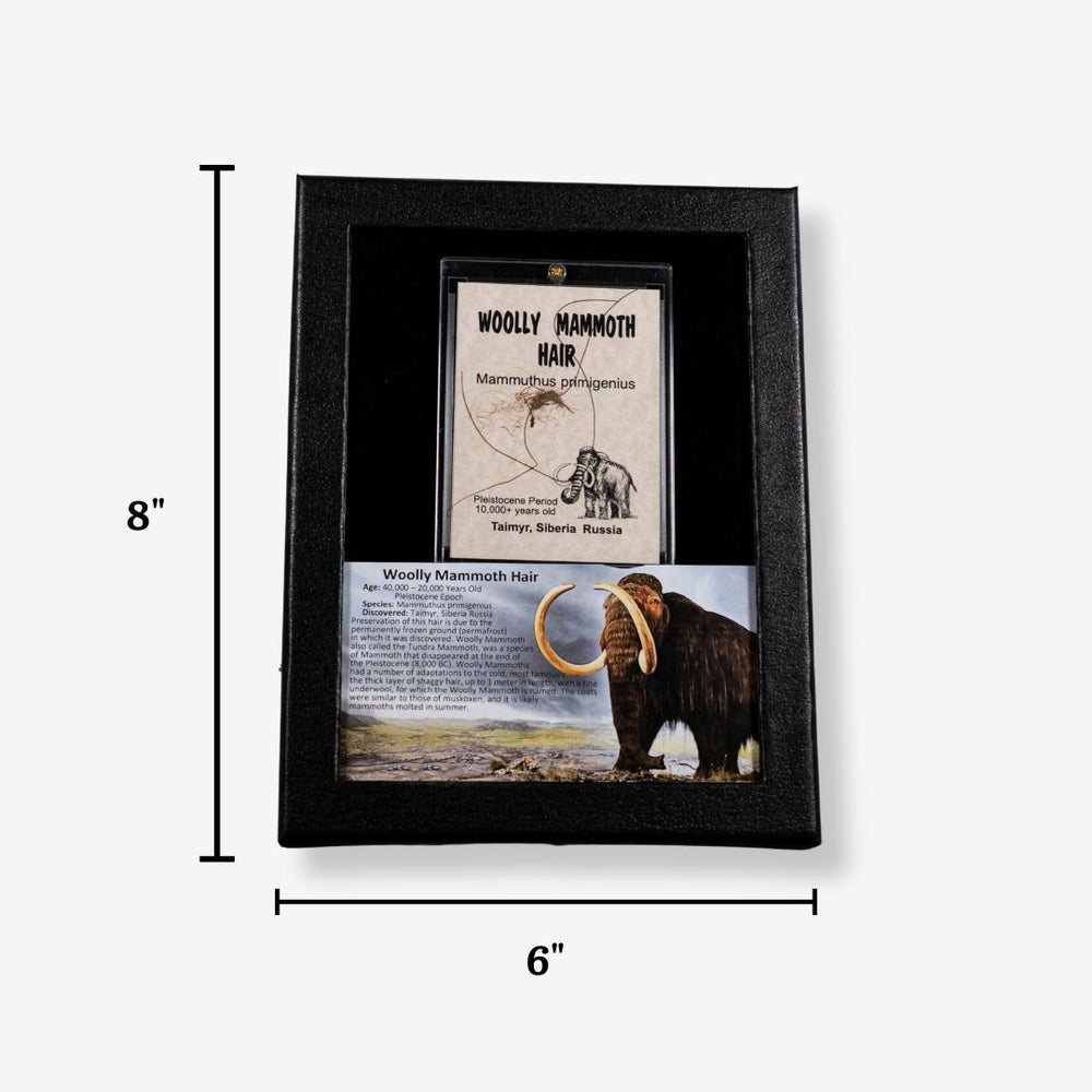 Authentic Woolly Mammoth Hair Display