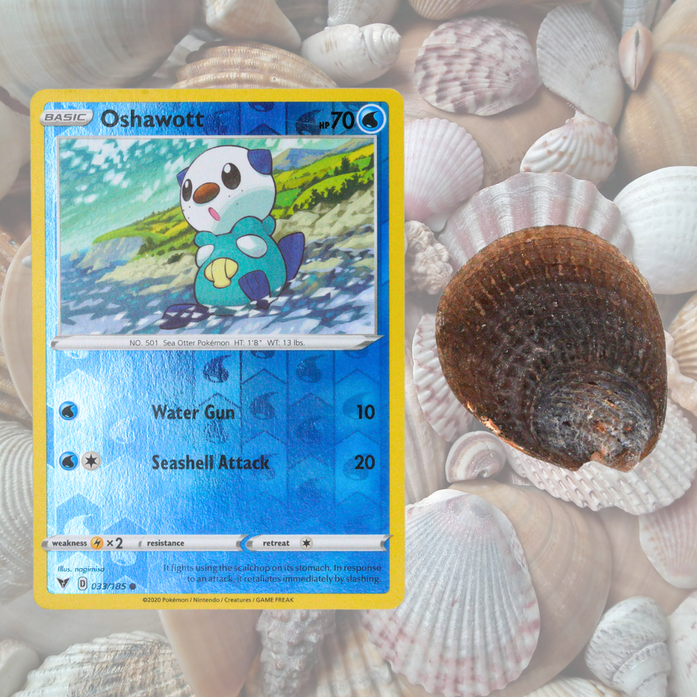Oshawott Pokémon Fossil Display
