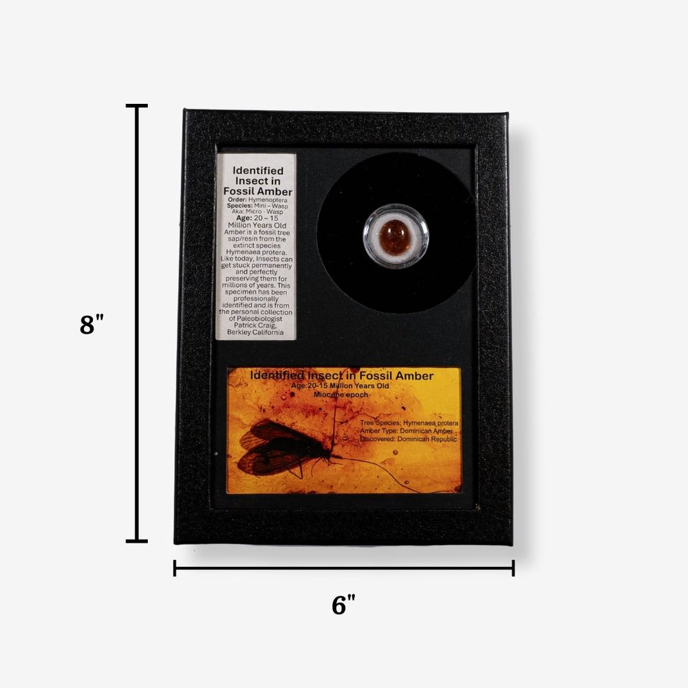 Identified Insect in Fossil Amber