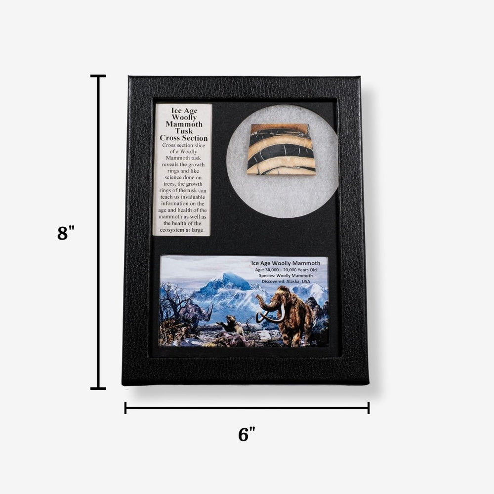 Woolly Mammoth Tusk Cross Section