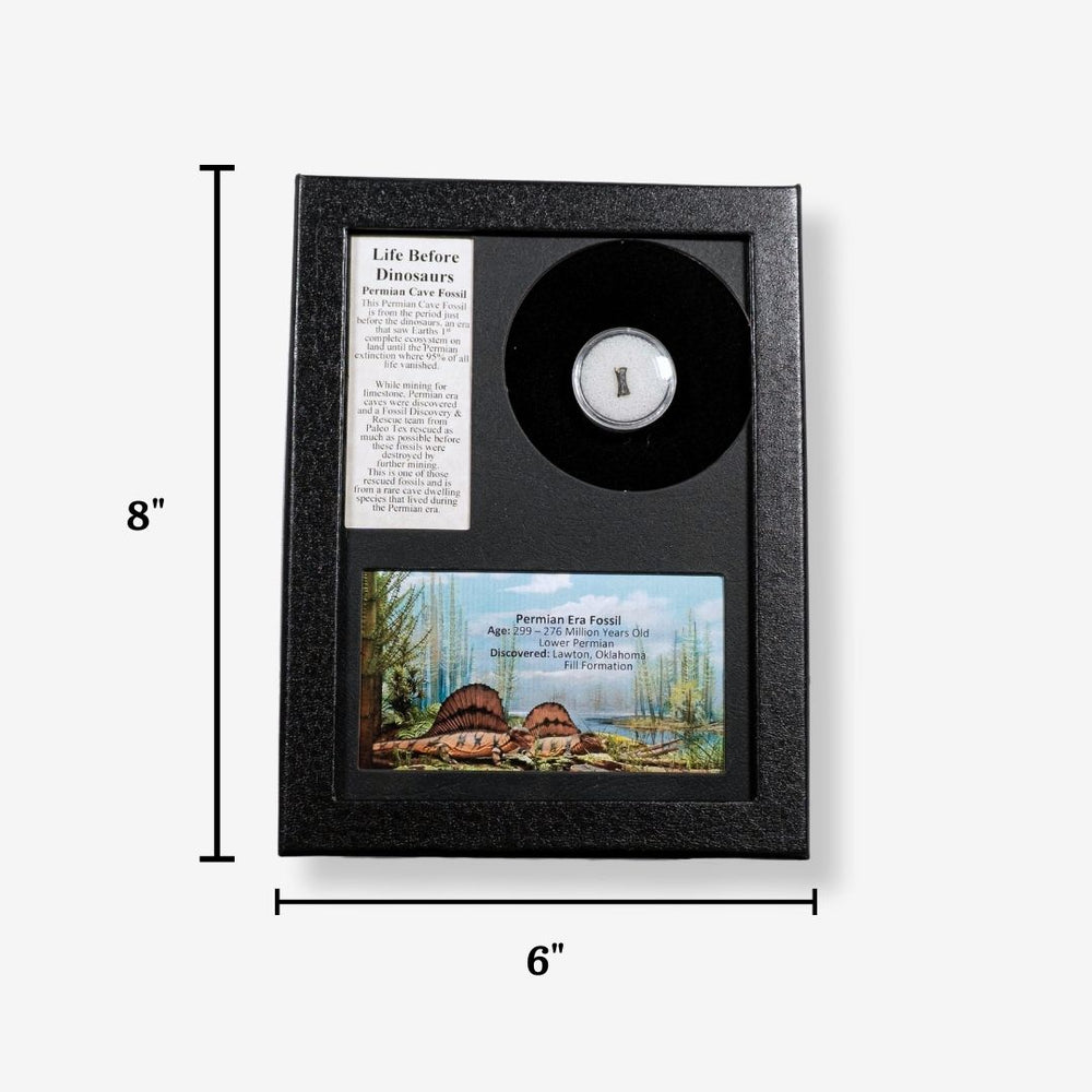 Life Before Dinosaurs ~ Permian Era Fossil