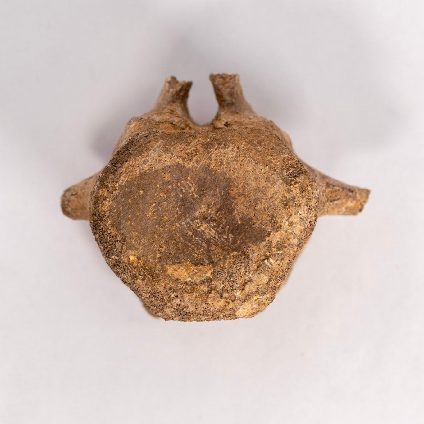 Hadrosaur Vertebra Fossil – Hell Creek Formation