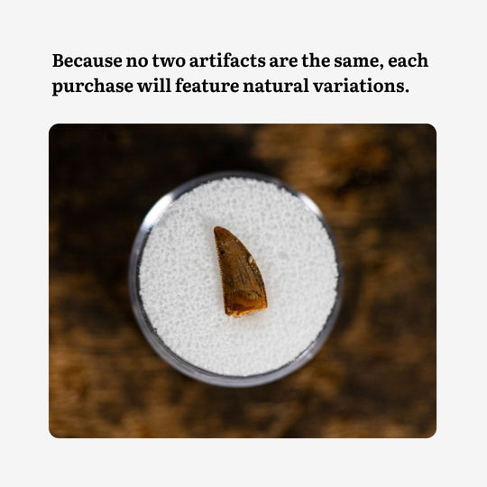 Raptor Tooth Display