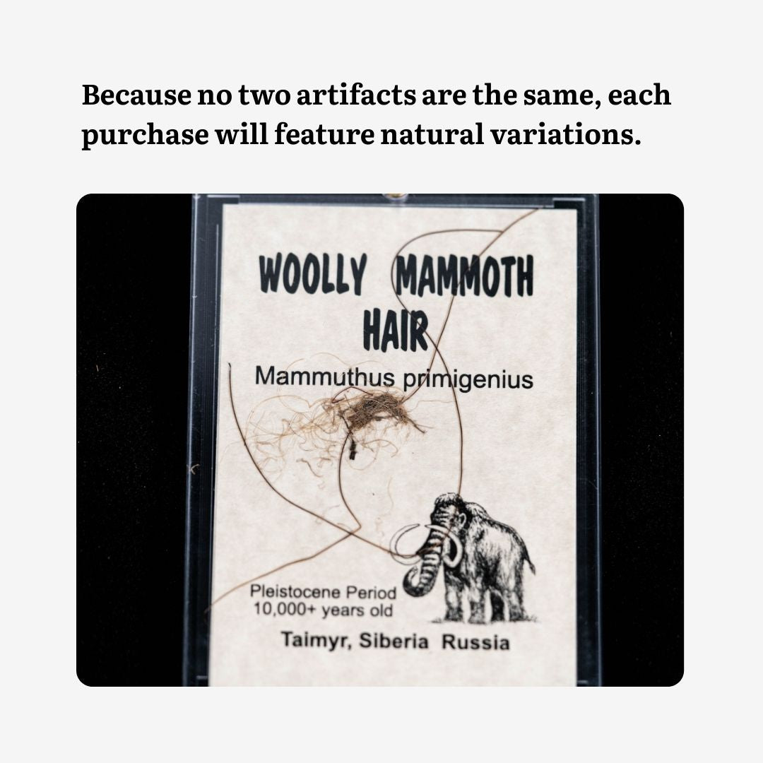 Authentic Woolly Mammoth Hair Display