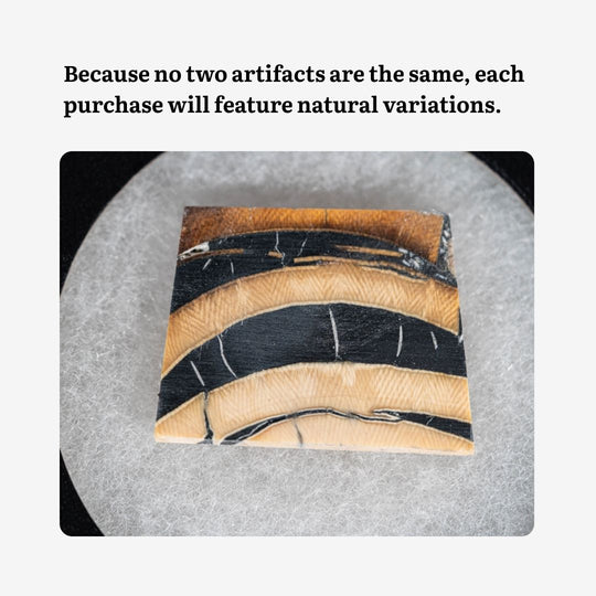 Woolly Mammoth Tusk Cross Section