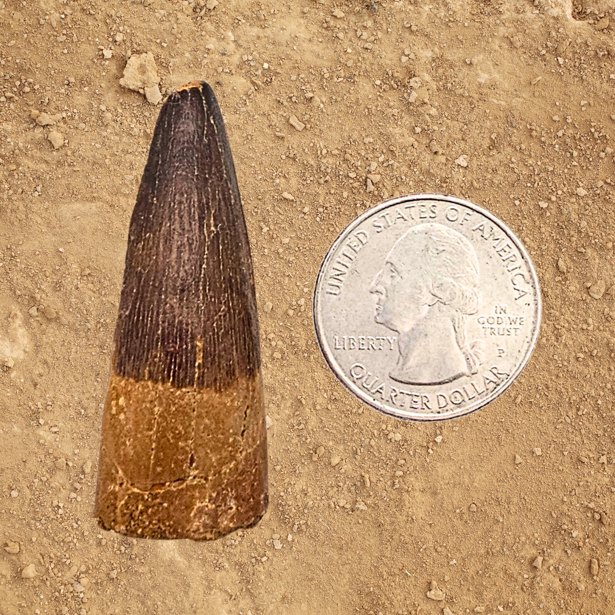 Spinosaurus Tooth Display