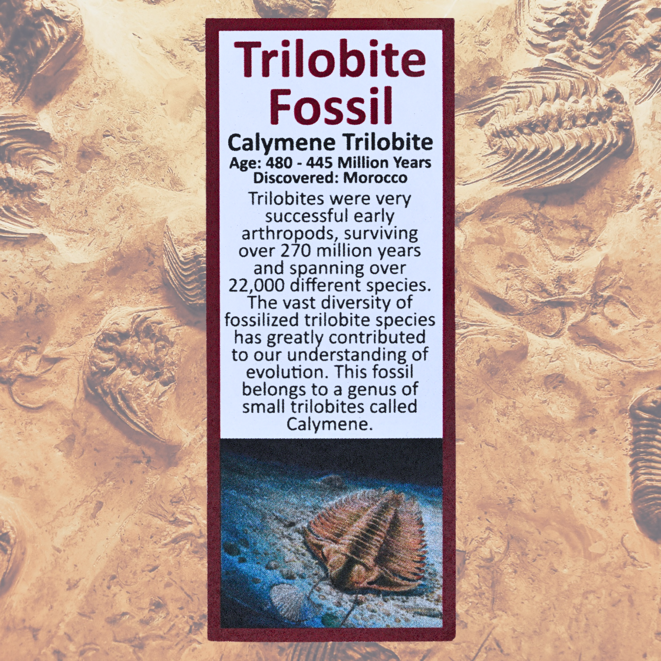 Pokémon Fossil Display – Kabutops Trilobite Fossil