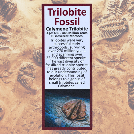 Pokémon Fossil Display – Kabutops Trilobite Fossil
