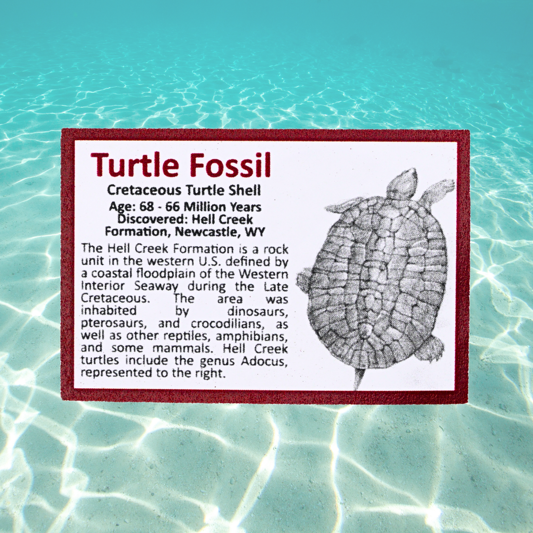 Pokémon Fossil Display – Squirtle with Turtle Shell Fossil