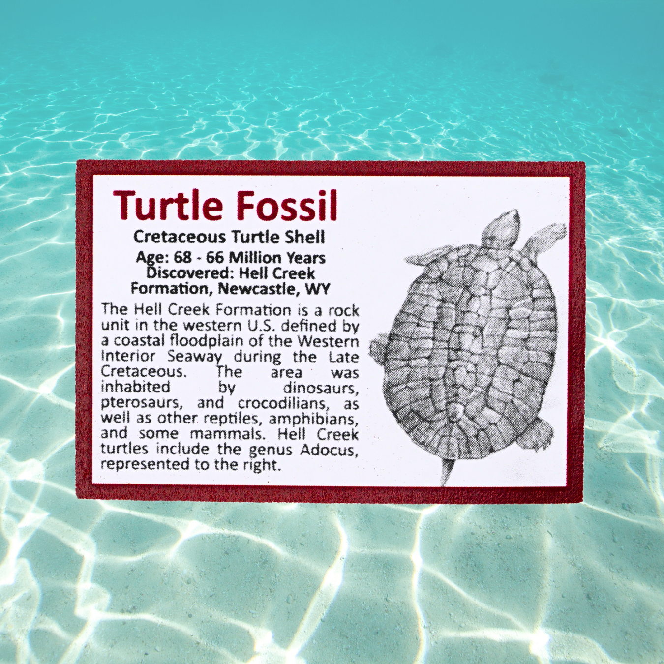 Pokémon Fossil Display – Squirtle with Turtle Shell Fossil