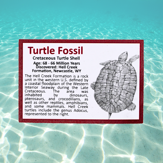Pokémon Fossil Display – Squirtle with Turtle Shell Fossil