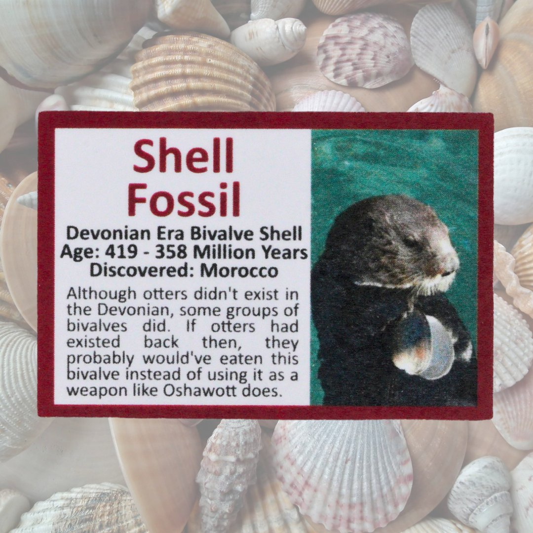 Oshawott Pokémon Fossil Display