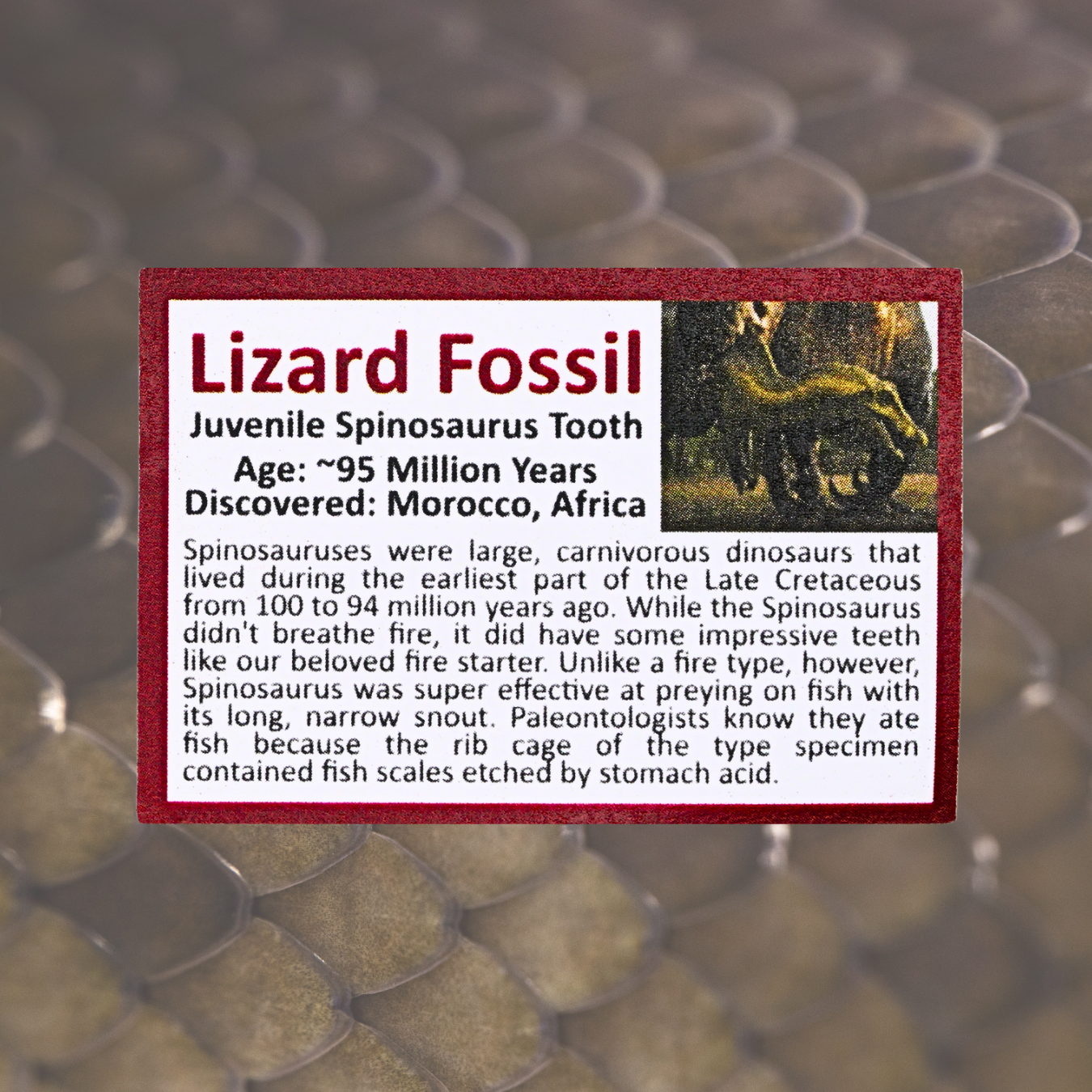 Pokémon Fossil Display – Charmander with Spinosaurus Tooth Fossil