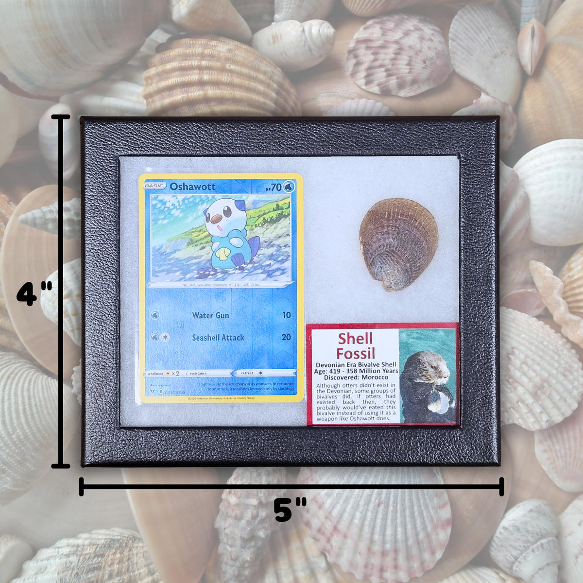 Oshawott Pokémon Fossil Display