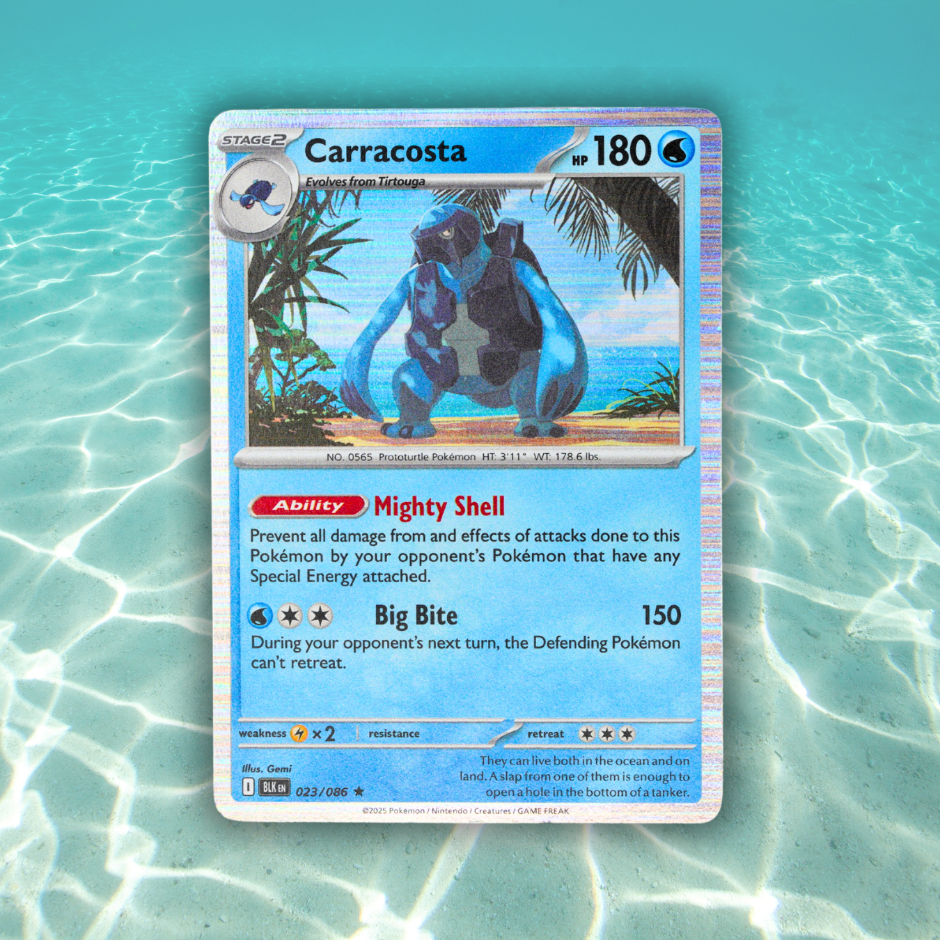 Pokémon Fossil Display - Carracosta Turtle Fossil