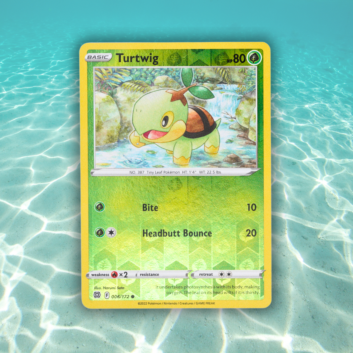 Pokémon Fossil Display - Turtwig with Turtle Shell Fossil