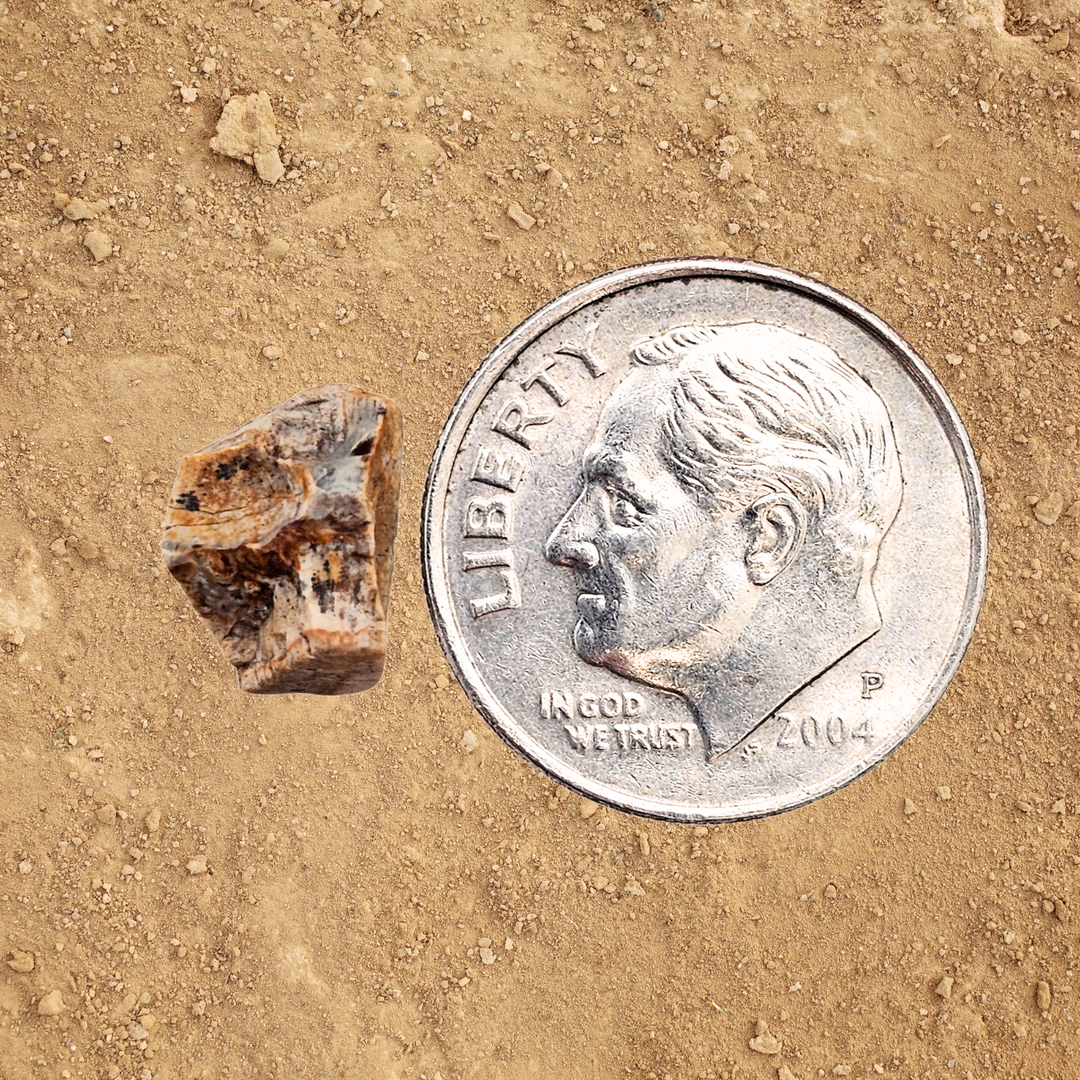 Triceratops Tooth Display