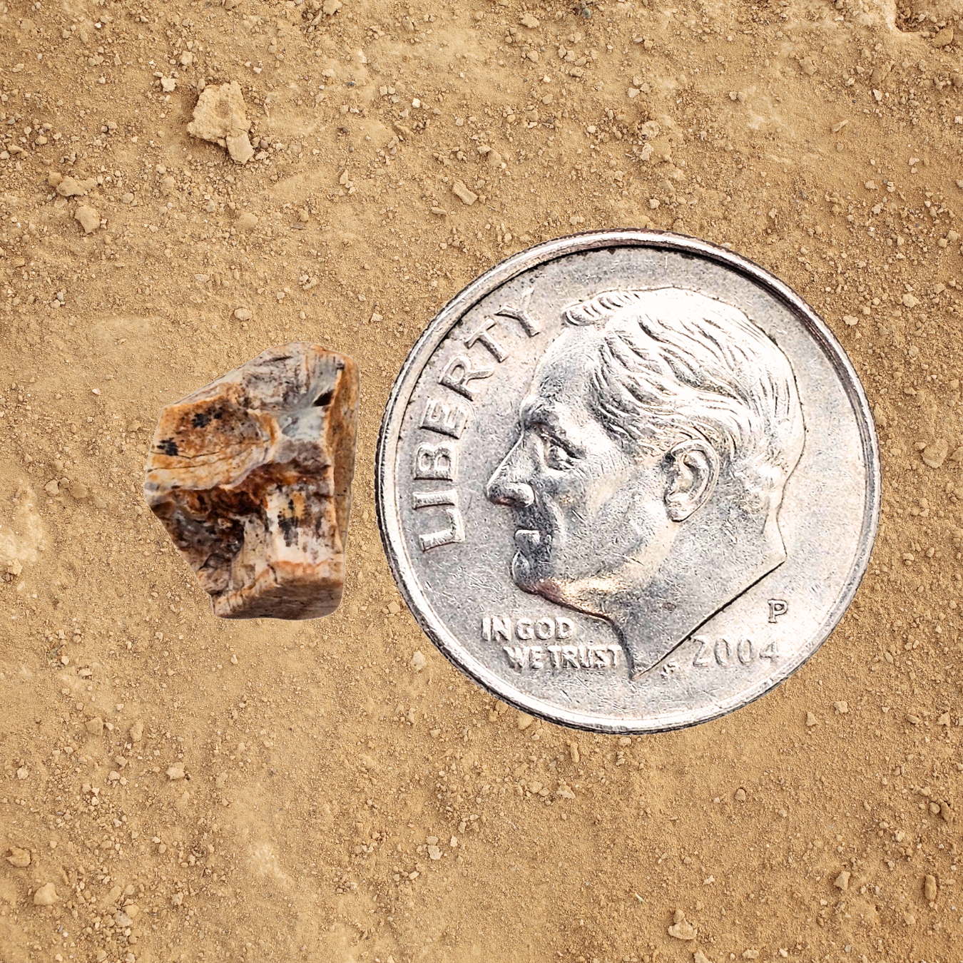 Triceratops Tooth Display