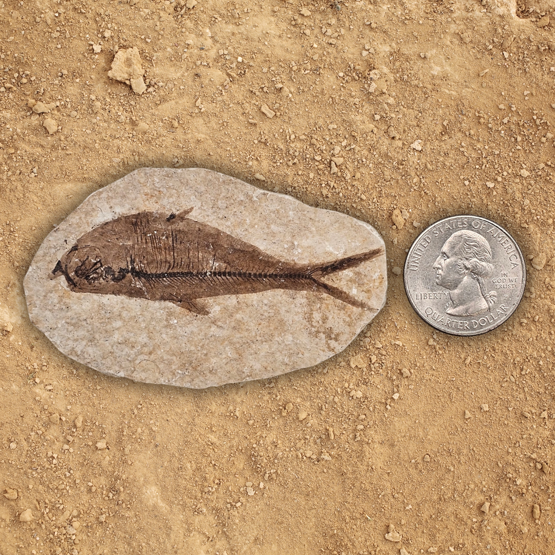 Fossil Fish Display