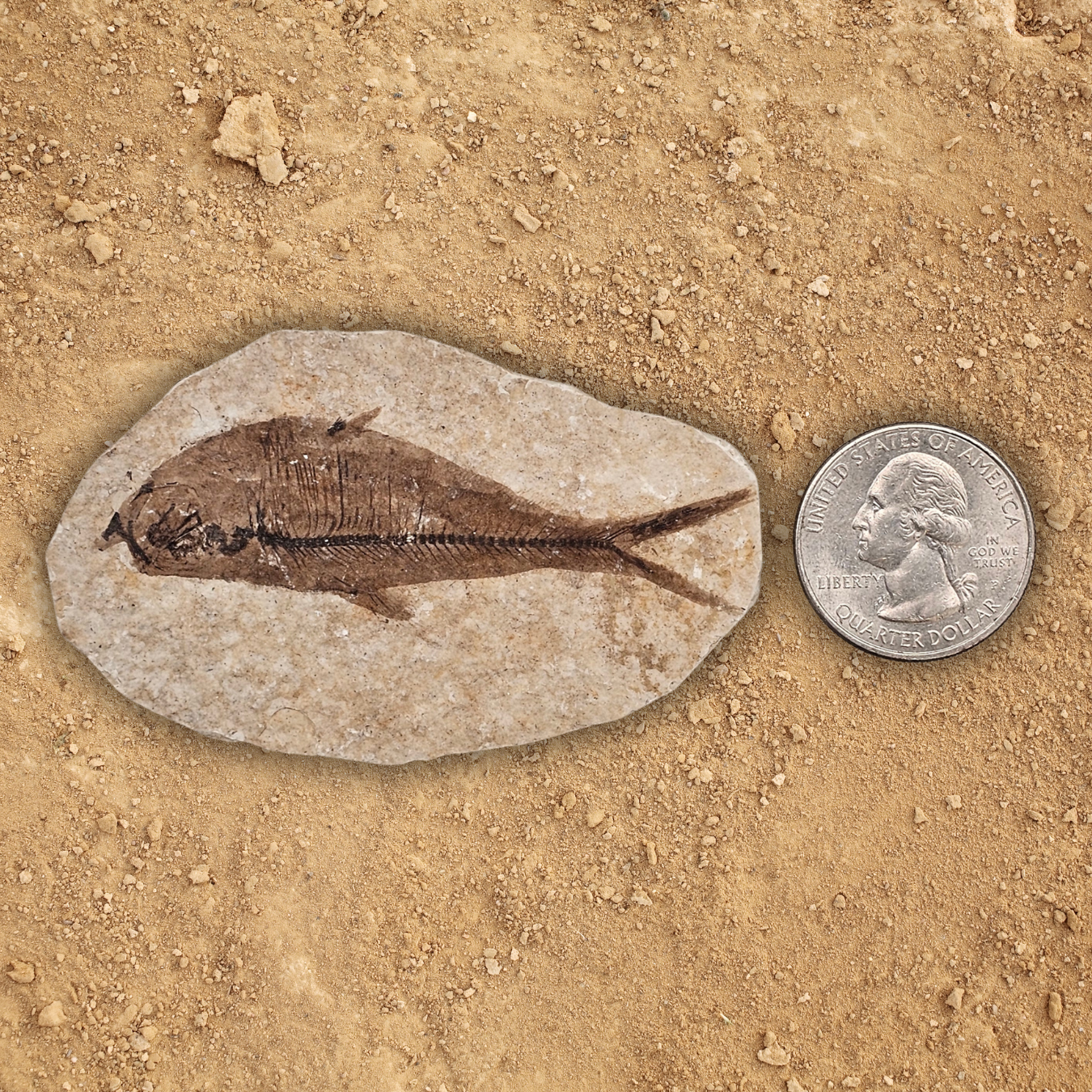Fossil Fish Display