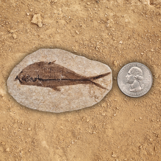 Fossil Fish Display