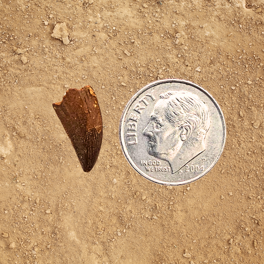 Raptor Tooth Display