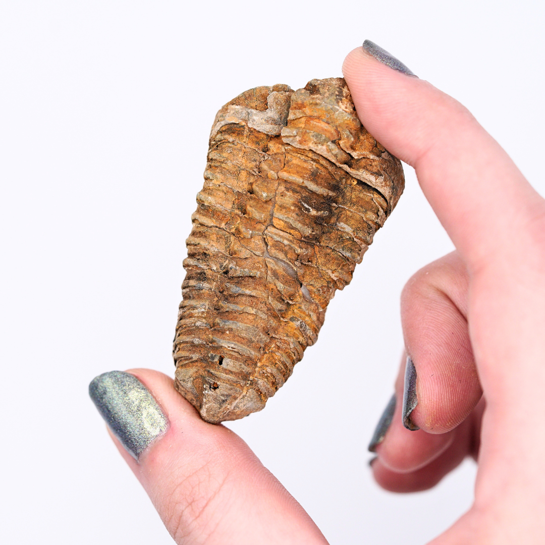 Pokémon Fossil Display – Kabutops Trilobite Fossil