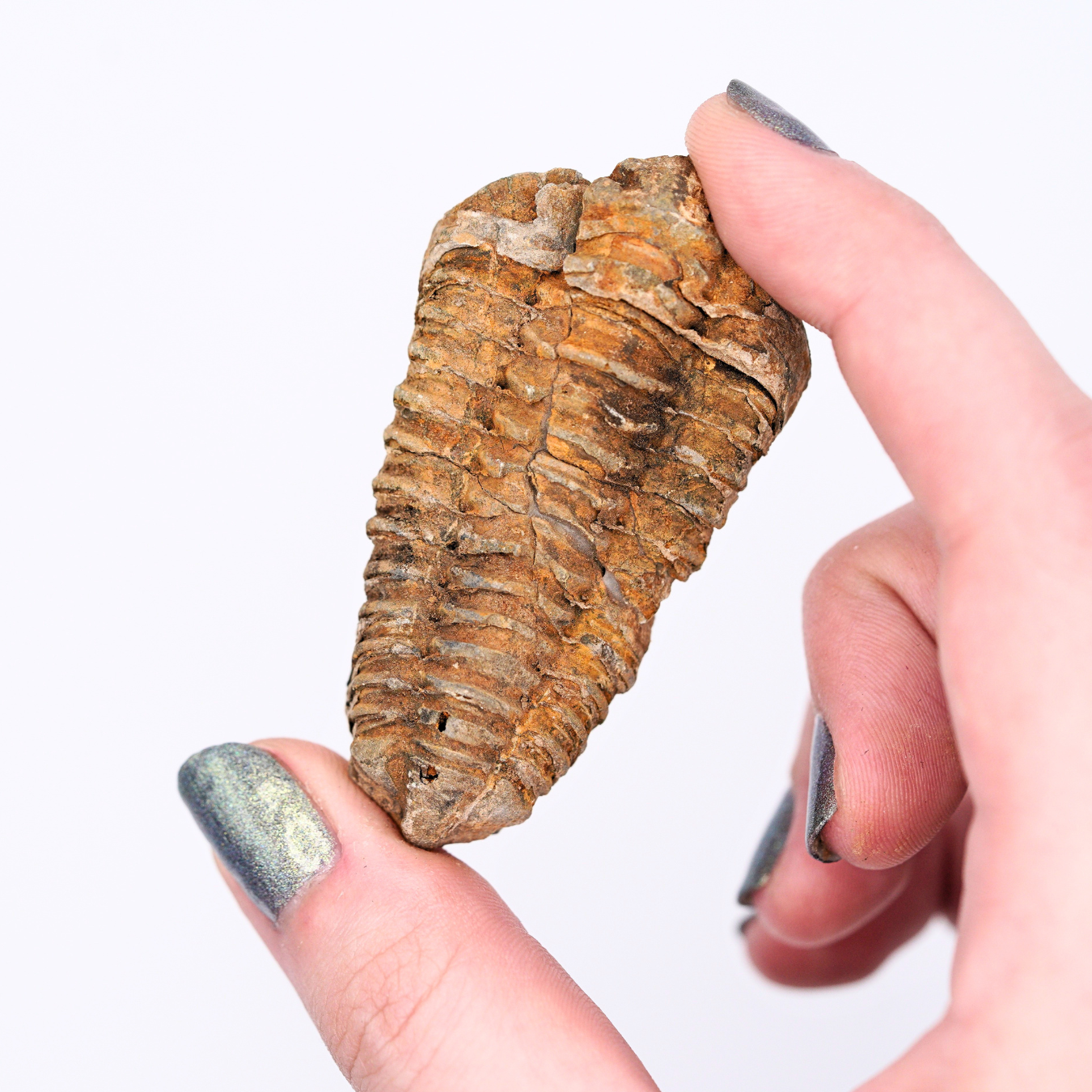 Pokémon Fossil Display – Kabutops Trilobite Fossil