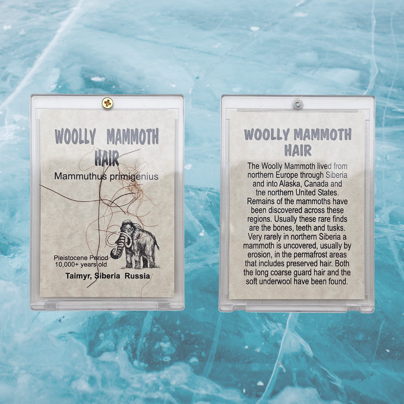 Woolly Mammoth Hair Display Frame